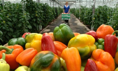 Povrće za zimnicu sve se manje proizvodi u Hrvatskoj