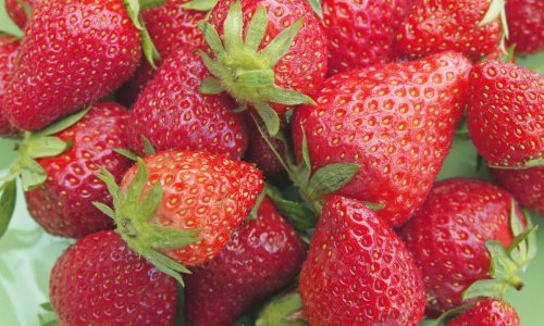 Počela berba vrgoračkih jagoda, a berači pobjegli u Makarsku