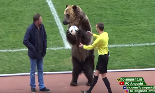 Medvjed im je maskota, ali da će s ovakvom grdosijom doći na utakmicu?!