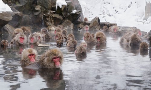 Japanski majmuni znaju kako se opustiti