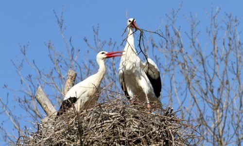 Zagrebački ZOO podsjetio nas je na tužnu priču o bijeloj rodi Tesli