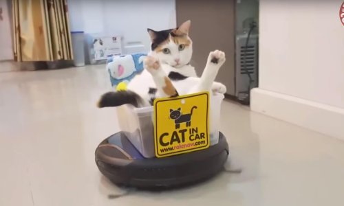 Pogledajte kompilaciju urnebesnih ljubimaca