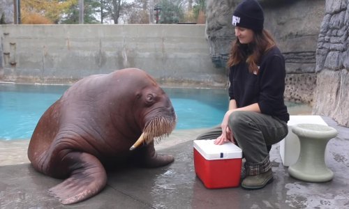 Tko bi rekao da je moguće pripitomiti čak i morževe?