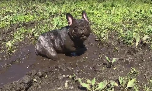 Slatki ljubimci tjedna će vam izvući osmijeh na lice