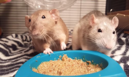 Štakori pomalo sliče djeci dok se bore za obrok