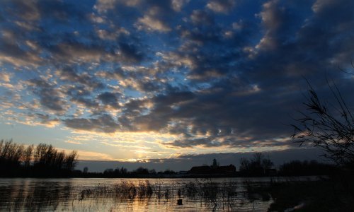 Nepoznati lopov u Lonjskom polju posjekao i ukrao 141 stablo jasena