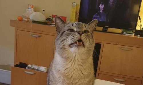 Ovaj mačak je alergičan na Harryja Pottera