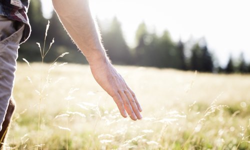 Ove igre s biljkama stvorene su za opuštanje