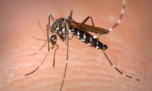 Potvrđeno: Četiri slučaja virusa Zapadnog Nila u Hrvatskoj