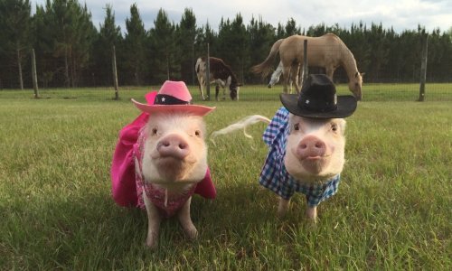 Svinjske zvijezde Instagrama istog će vas trena razveseliti