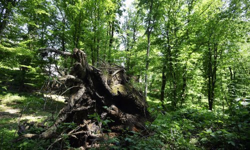 Ukrao 351 stablo i šumariju oštetio za preko 137 tisuća kuna
