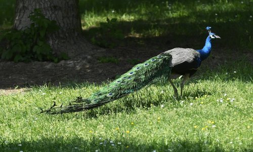 Šuma Pantovčak otvara se građanima: 'Je li to poklon predsjednice povodom objave kandidature?'