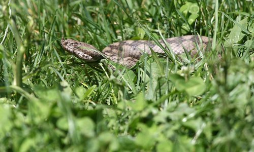 Ženu ugrizla riđovka, potom stala na poskoka