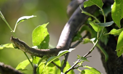 Zmije su ispuzale! Pažljivo pročitajte što napraviti ako ih sretnete