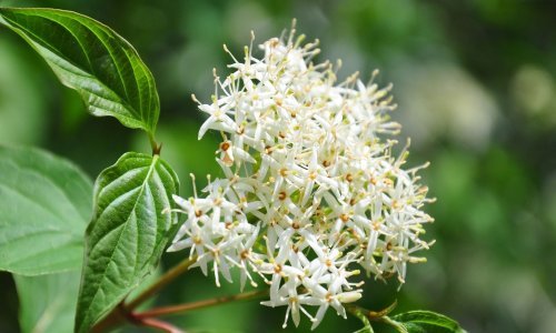 [KVIZ] Koliko znate o svibnju? Riješite pitalicu i otkrijte!