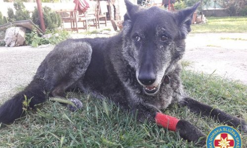 Kakvi su to ljudi? Netko je otrovao HGSS-ova psa tijekom treninga