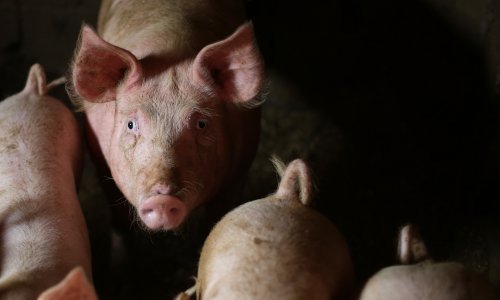 Prijeti li afrička svinjska kuga i Hrvatskoj? Predsjednik udruga uzgajivača: Mi smo prva crta obrane...