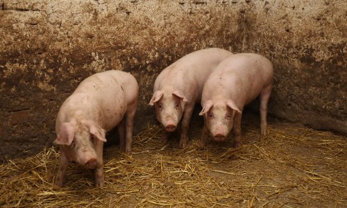 Afrička svinjska kuga potvrđena u Srbiji, Ministarstvo izdalo stroge upute