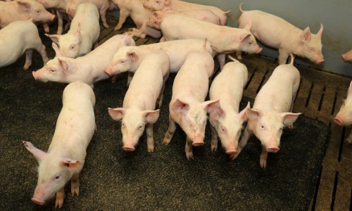 Lani nam se smanjio broj goveda, svinja, ovaca i peradi; porastao samo broj koza