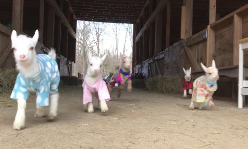 Slatke male koze tulumare u pidžamama