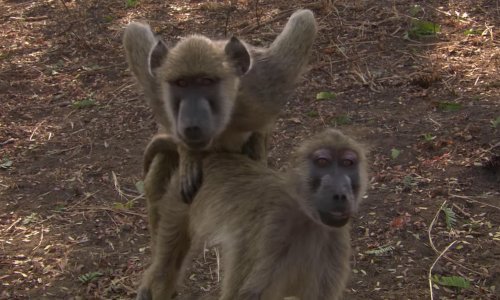 Tko bi rekao da su pavijani ovoliki narcisi?