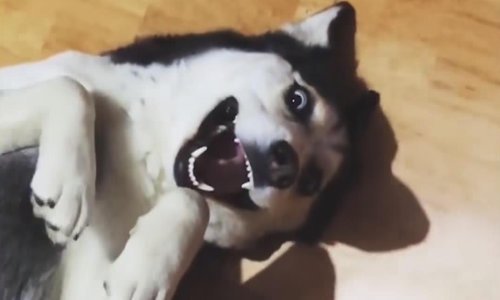 Pogledajte najbolje ljubimce travnja