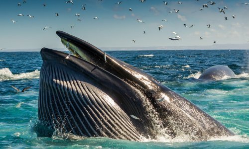 Najveća migracija morskog svijeta prizor je za pamćenje