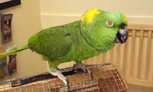 Ovi ljubimci su čisti urnebes, nasmijte se i vi s njima!