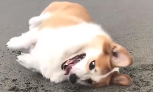 Uživajte u vragolijama najboljih ljubimaca tjedna