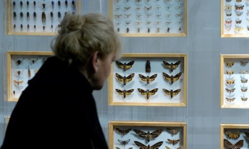 Evo kako pohotna stjenica pjeva penisom, a kako se glasa strizibuba