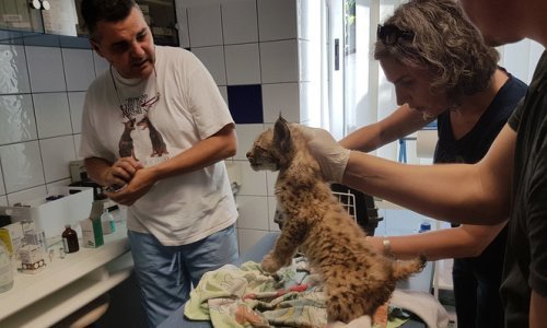 Risa Martina našli napuštenog i neuhranjenog, danas slobodno luta šumama