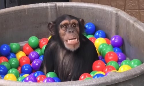 Kada puna šarenih loptica izbezumila čimpanze