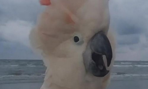 Nitko ne voli ocean više od ovog šašavog papagaja