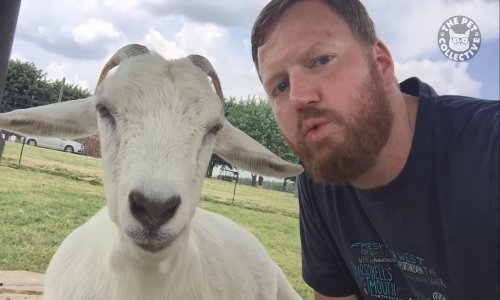 Pogledajte najslađe koze na internetu