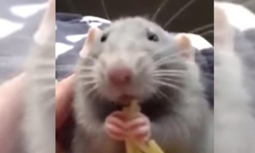 Čak i štakori mogu biti slatki