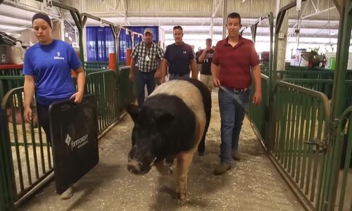 Boris je najveća svinja u Indiani