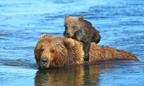 Lijepom medvjediću baš se ne da plivati, pa se primio za mamu