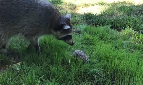 Danas nećete pogledati ništa slađe od sasvim slučajnog susreta rakuna i ježa