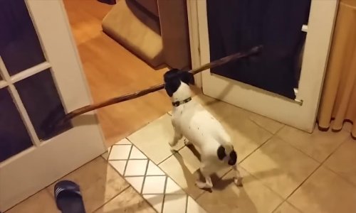 Ovo su najbolji ljubimci svibnja