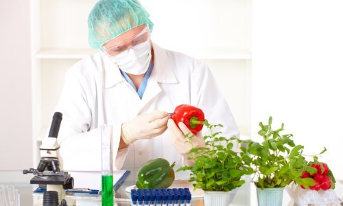 Povučen rad koji tvrdi da GM kukuruz uzrokuje rak