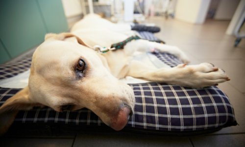 Kako zaštititi ljubimca od ljetnih vrućina