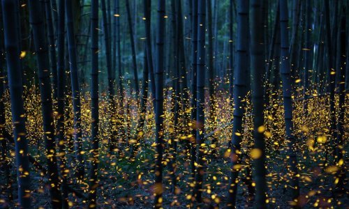 Jeste li ikad bili u začaranoj šumi? Posjetite je kroz fotografije!