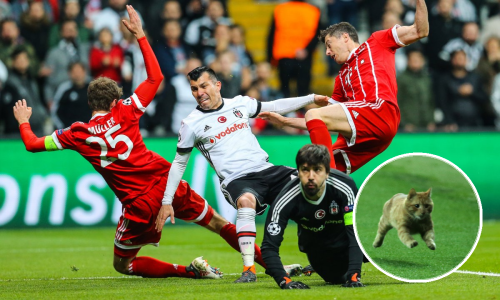 Mačka vam je utrčala na teren za vrijeme utakmice Lige prvaka? To ćete masno platiti