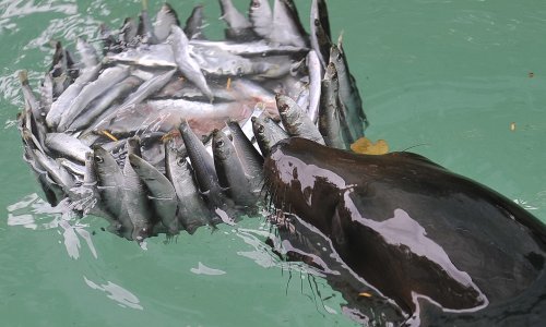 Zagrebački ZOO slavi rođendan, pogledajte kakvu je tortu dobila mala morska lavica Luce