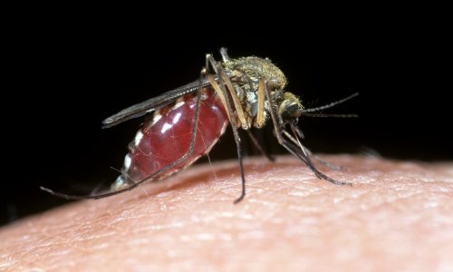 Čime privlačite komarce, kako ih odbiti i kako sanirati ubode