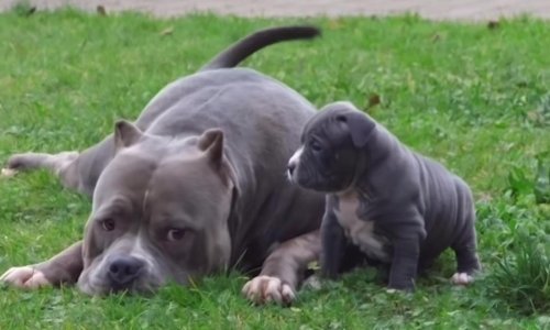 Ove su životinje brižni i strpljivi roditelji