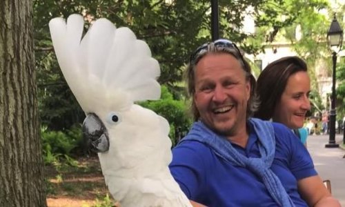 Duhoviti papagaj lajanjem zbunio psa