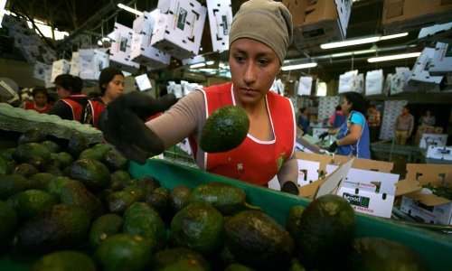 Europska pomama za avokadom izazvala erupciju kriminala u Čileu