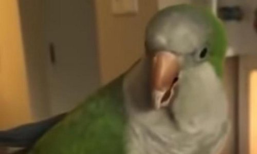 Neodoljivi papagaj zapjevao sa svojom vlasnicom