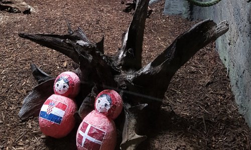 Gibon iz zagrebačkog ZOO-a prognozirao: Hrvatska prolazi i Dansku